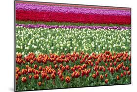 Tulip Fields in Holland-AndreAnita-Mounted Photographic Print