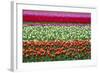 Tulip Fields in Holland-AndreAnita-Framed Photographic Print