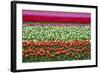 Tulip Fields in Holland-AndreAnita-Framed Photographic Print