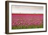 Tulip Fields in Holland-AndreAnita-Framed Photographic Print