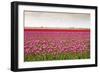 Tulip Fields in Holland-AndreAnita-Framed Photographic Print