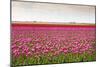 Tulip Fields in Holland-AndreAnita-Mounted Photographic Print