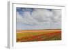 Tulip Fields in Holland-AndreAnita-Framed Photographic Print