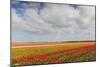 Tulip Fields in Holland-AndreAnita-Mounted Photographic Print