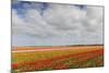 Tulip Fields in Holland-AndreAnita-Mounted Photographic Print