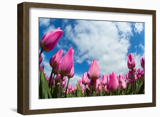 Tulip Fields in Holland-AndreAnita-Framed Photographic Print