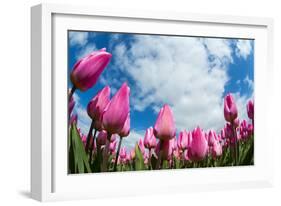 Tulip Fields in Holland-AndreAnita-Framed Photographic Print