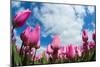 Tulip Fields in Holland-AndreAnita-Mounted Photographic Print