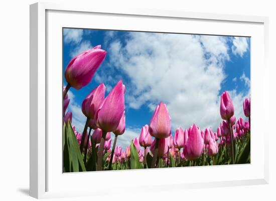 Tulip Fields in Holland-AndreAnita-Framed Photographic Print