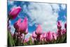 Tulip Fields in Holland-AndreAnita-Mounted Photographic Print