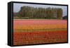 Tulip Fields in Springtime Near Keukenhof Gardens-Darrell Gulin-Framed Stretched Canvas