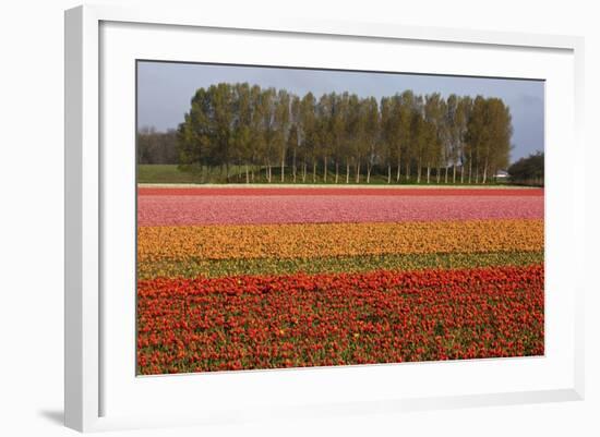 Tulip Fields in Springtime Near Keukenhof Gardens-Darrell Gulin-Framed Photographic Print