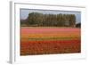 Tulip Fields in Springtime Near Keukenhof Gardens-Darrell Gulin-Framed Photographic Print