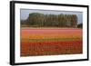 Tulip Fields in Springtime Near Keukenhof Gardens-Darrell Gulin-Framed Photographic Print