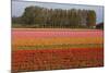 Tulip Fields in Springtime Near Keukenhof Gardens-Darrell Gulin-Mounted Photographic Print