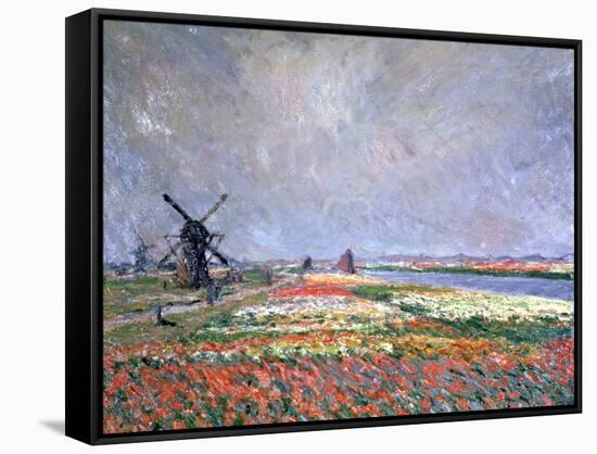 Tulip Fields Near Leiden, 1886-Claude Monet-Framed Stretched Canvas