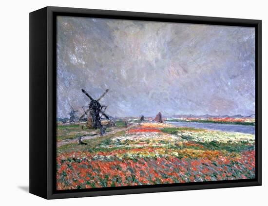 Tulip Fields Near Leiden, 1886-Claude Monet-Framed Stretched Canvas