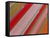 Tulip Fields, North Holland, Netherlands-Peter Adams-Framed Stretched Canvas
