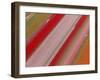 Tulip Fields, North Holland, Netherlands-Peter Adams-Framed Photographic Print