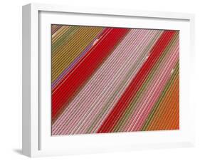 Tulip Fields, North Holland, Netherlands-Peter Adams-Framed Photographic Print