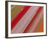 Tulip Fields, North Holland, Netherlands-Peter Adams-Framed Photographic Print