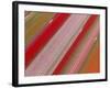 Tulip Fields, North Holland, Netherlands-Peter Adams-Framed Photographic Print