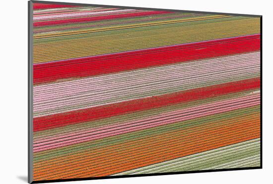 Tulip Fields, North Holland, Netherlands-Peter Adams-Mounted Photographic Print