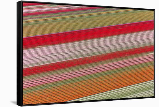 Tulip Fields, North Holland, Netherlands-Peter Adams-Framed Stretched Canvas