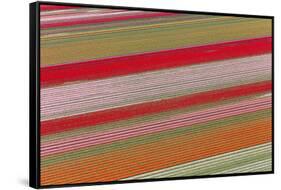 Tulip Fields, North Holland, Netherlands-Peter Adams-Framed Stretched Canvas