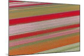 Tulip Fields, North Holland, Netherlands-Peter Adams-Mounted Photographic Print