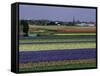 Tulip Fields, Sassenheim Vicinity, Holland-Gavin Hellier-Framed Stretched Canvas