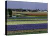 Tulip Fields, Sassenheim Vicinity, Holland-Gavin Hellier-Stretched Canvas