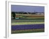 Tulip Fields, Sassenheim Vicinity, Holland-Gavin Hellier-Framed Photographic Print