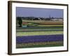 Tulip Fields, Sassenheim Vicinity, Holland-Gavin Hellier-Framed Photographic Print