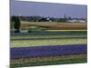 Tulip Fields, Sassenheim Vicinity, Holland-Gavin Hellier-Mounted Photographic Print