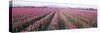 Tulip Fields, Skagit County, Washington State, USA-null-Stretched Canvas