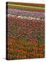 Tulip fields, Skagit River Valley, Washington, USA-Charles Gurche-Stretched Canvas