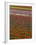 Tulip fields, Skagit River Valley, Washington, USA-Charles Gurche-Framed Photographic Print