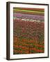 Tulip fields, Skagit River Valley, Washington, USA-Charles Gurche-Framed Photographic Print