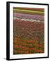 Tulip fields, Skagit River Valley, Washington, USA-Charles Gurche-Framed Photographic Print