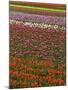 Tulip fields, Skagit River Valley, Washington, USA-Charles Gurche-Mounted Photographic Print