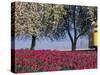 Tulip Fields, Skagit Valley, Washington, USA-William Sutton-Stretched Canvas