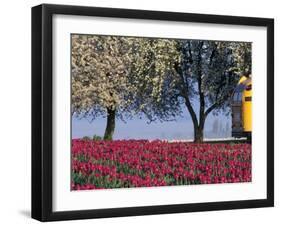 Tulip Fields, Skagit Valley, Washington, USA-William Sutton-Framed Photographic Print