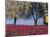 Tulip Fields, Skagit Valley, Washington, USA-William Sutton-Mounted Photographic Print