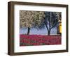 Tulip Fields, Skagit Valley, Washington, USA-William Sutton-Framed Photographic Print