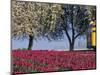 Tulip Fields, Skagit Valley, Washington, USA-William Sutton-Mounted Photographic Print