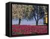 Tulip Fields, Skagit Valley, Washington, USA-William Sutton-Framed Stretched Canvas