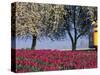 Tulip Fields, Skagit Valley, Washington, USA-William Sutton-Stretched Canvas