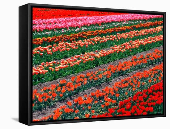 Tulip Fields, Southland, New Zealand-David Wall-Framed Stretched Canvas