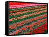 Tulip Fields, Southland, New Zealand-David Wall-Framed Stretched Canvas